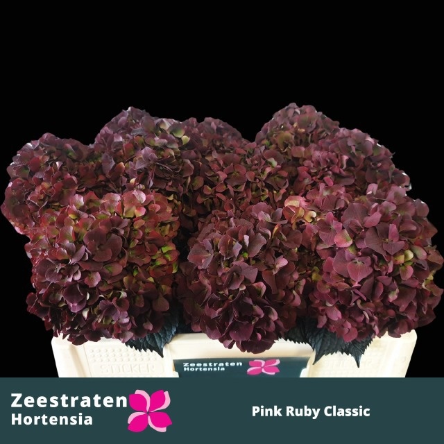 Hydrangea Ruby Pink Classic 50cm 17Ø