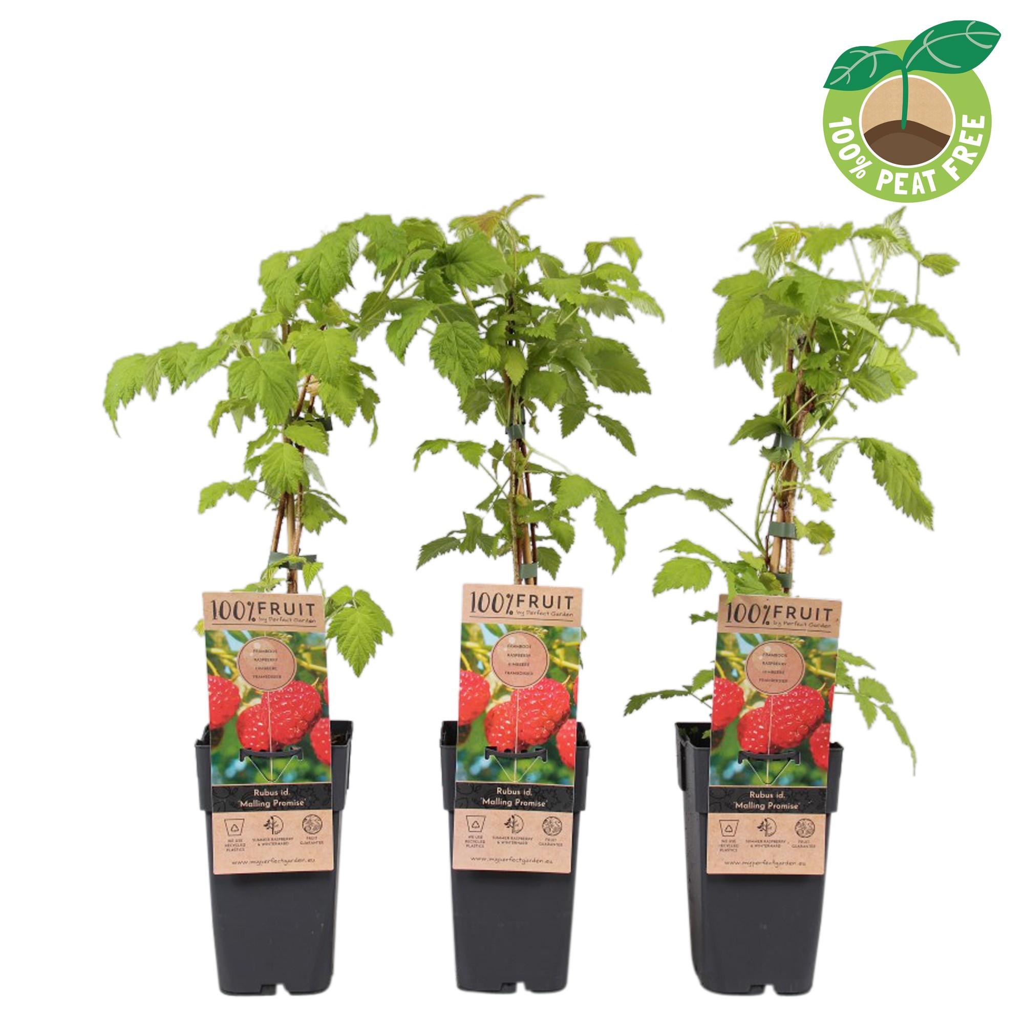 Picture of Rubus idaeus Malling Promise P15 (2 Ltr/high)