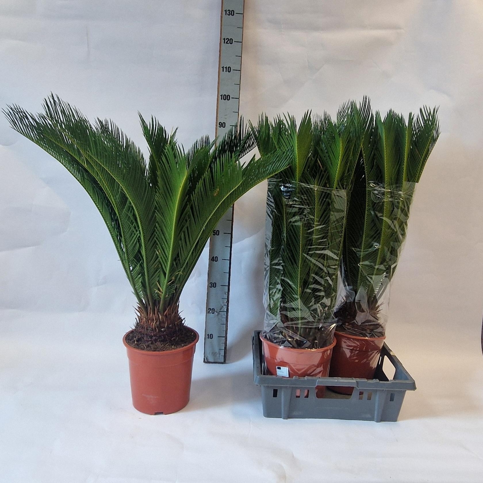 Cycas Revoluta 19P 80H 21+blad
