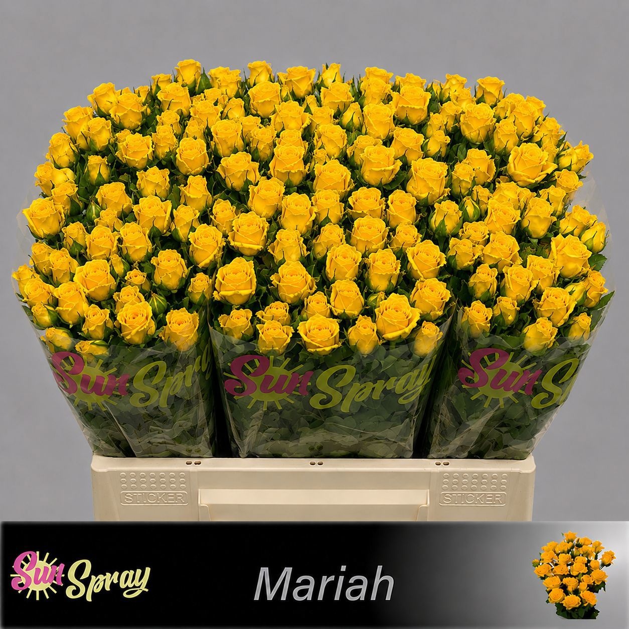 Rosa Spray Mariah 40cm