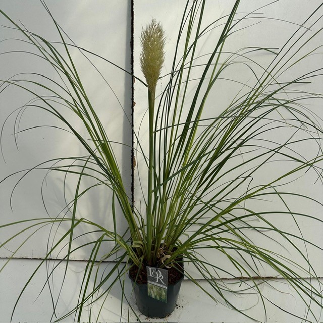 Picture of Cortaderia sell. Pumila P23 (5 Ltr) SQUARE