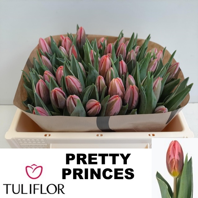 Tulipa Pretty Princes 32cm 22gram