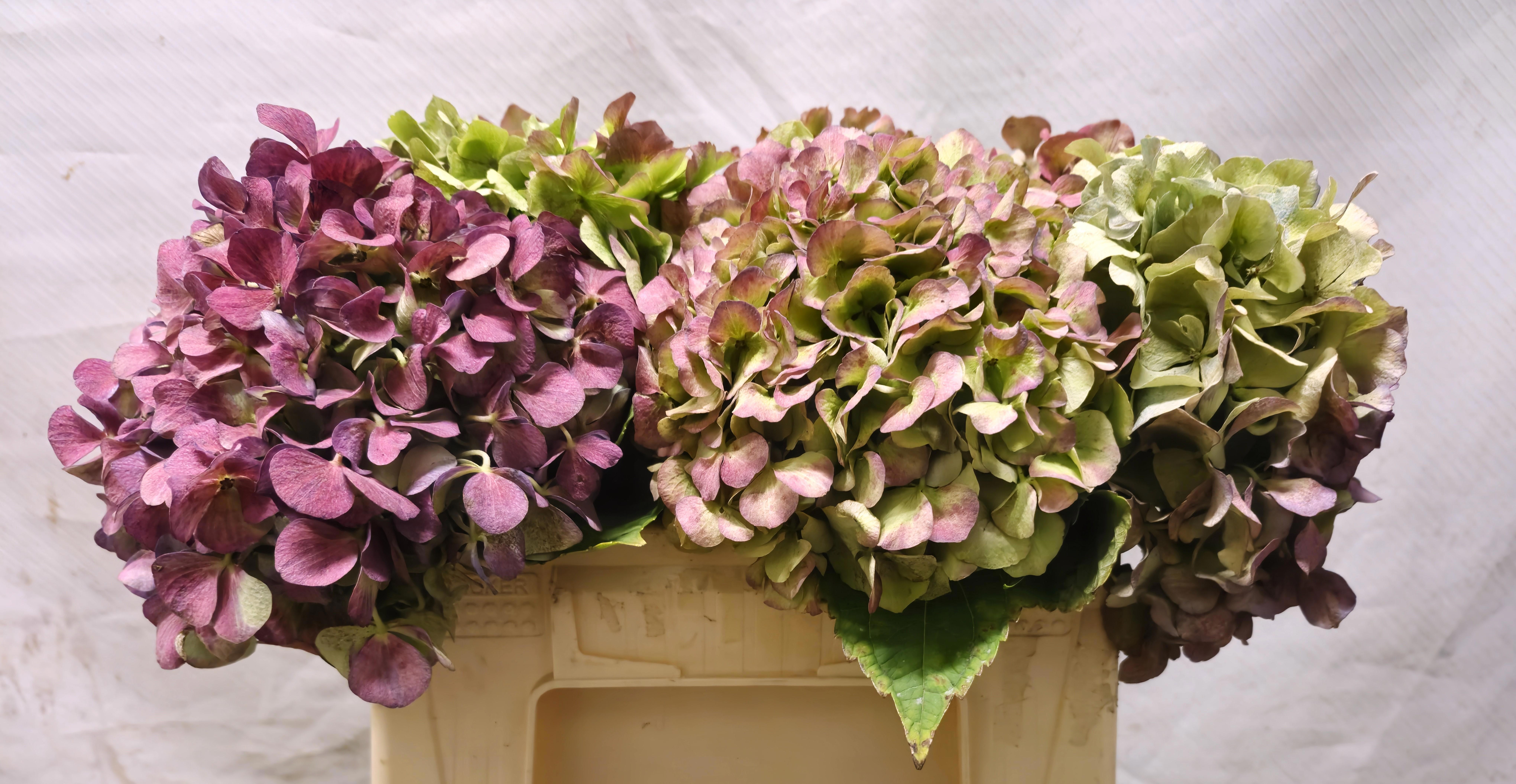 Hydrangea Antique 30cm 14Ø