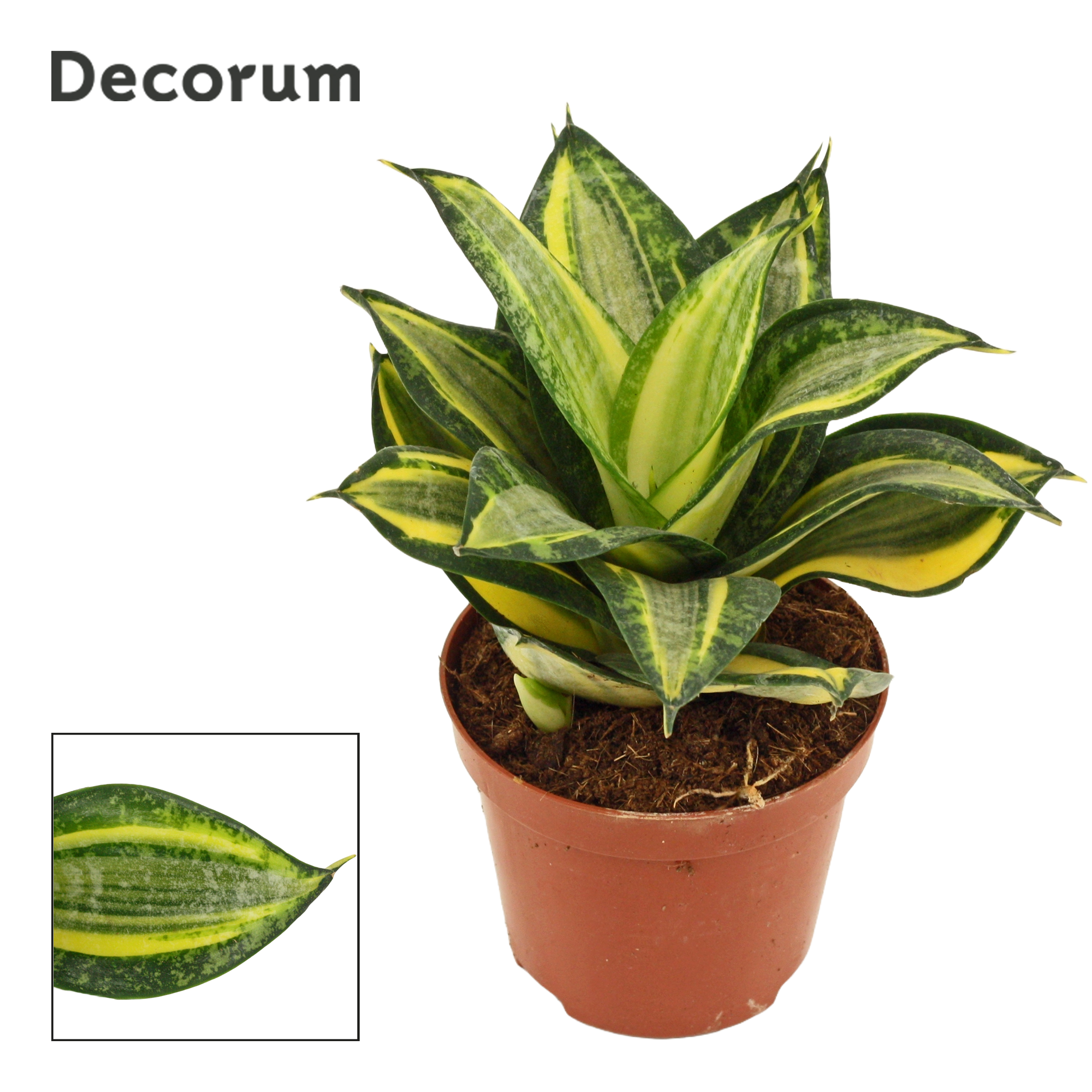 Picture of Sansevieria hahnii Jade multicolor (Decorum) P9 16CM