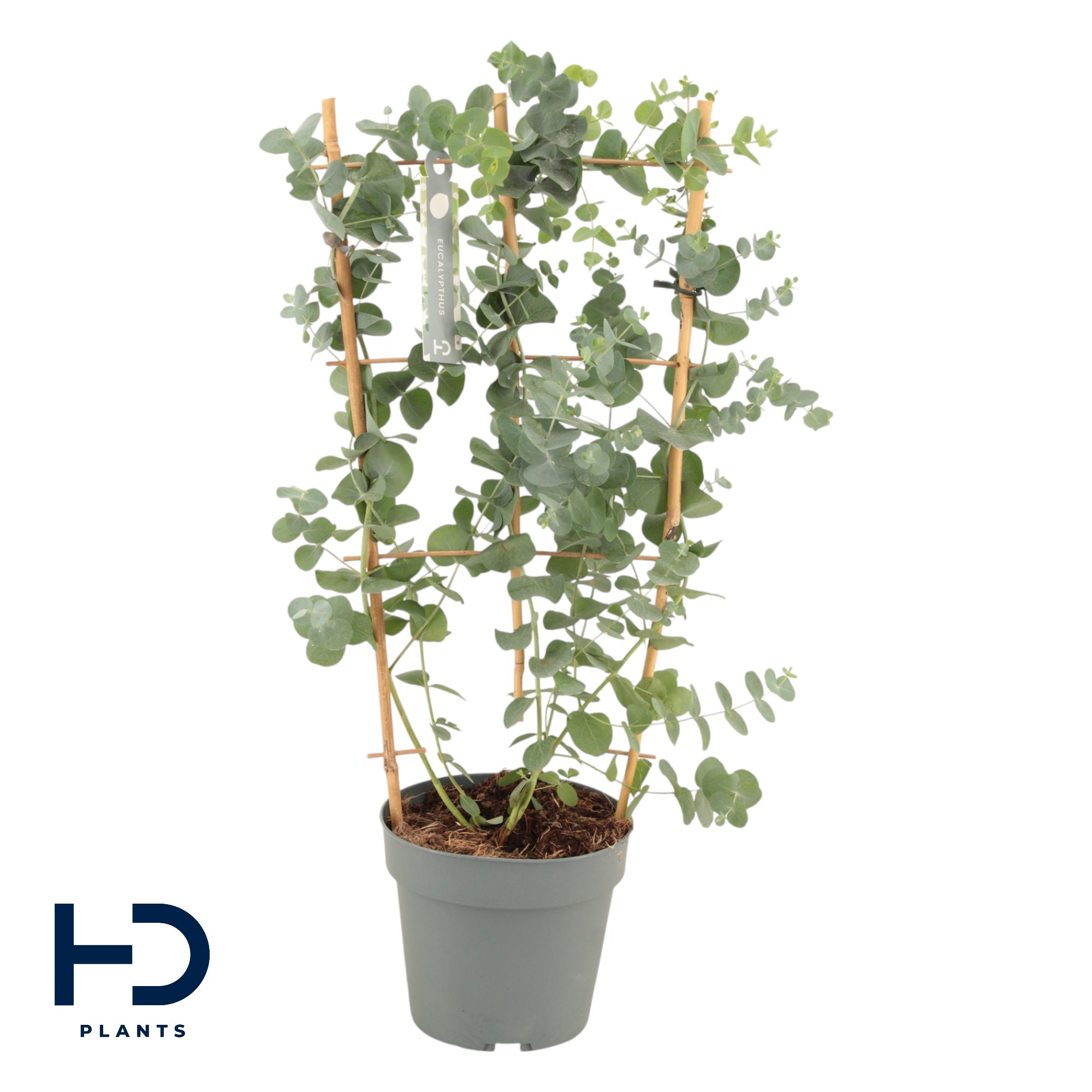 Picture of Eucalyptus cinerea Silver Dollar P17 (2 Ltr) frame