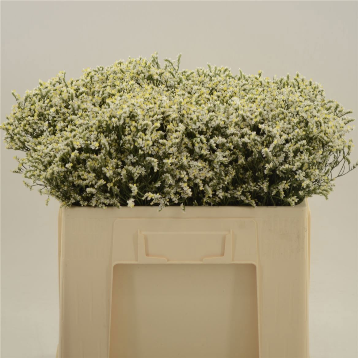 Limonium Sin China Whi 50cm 20gram