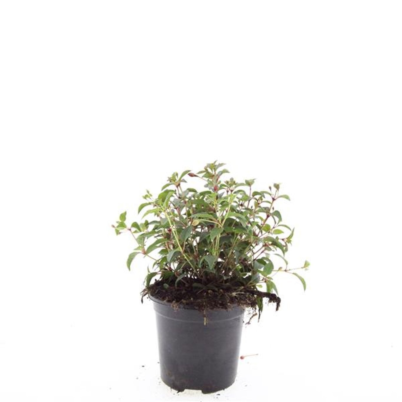 Fuchsia 'Madame Cornelissen'
