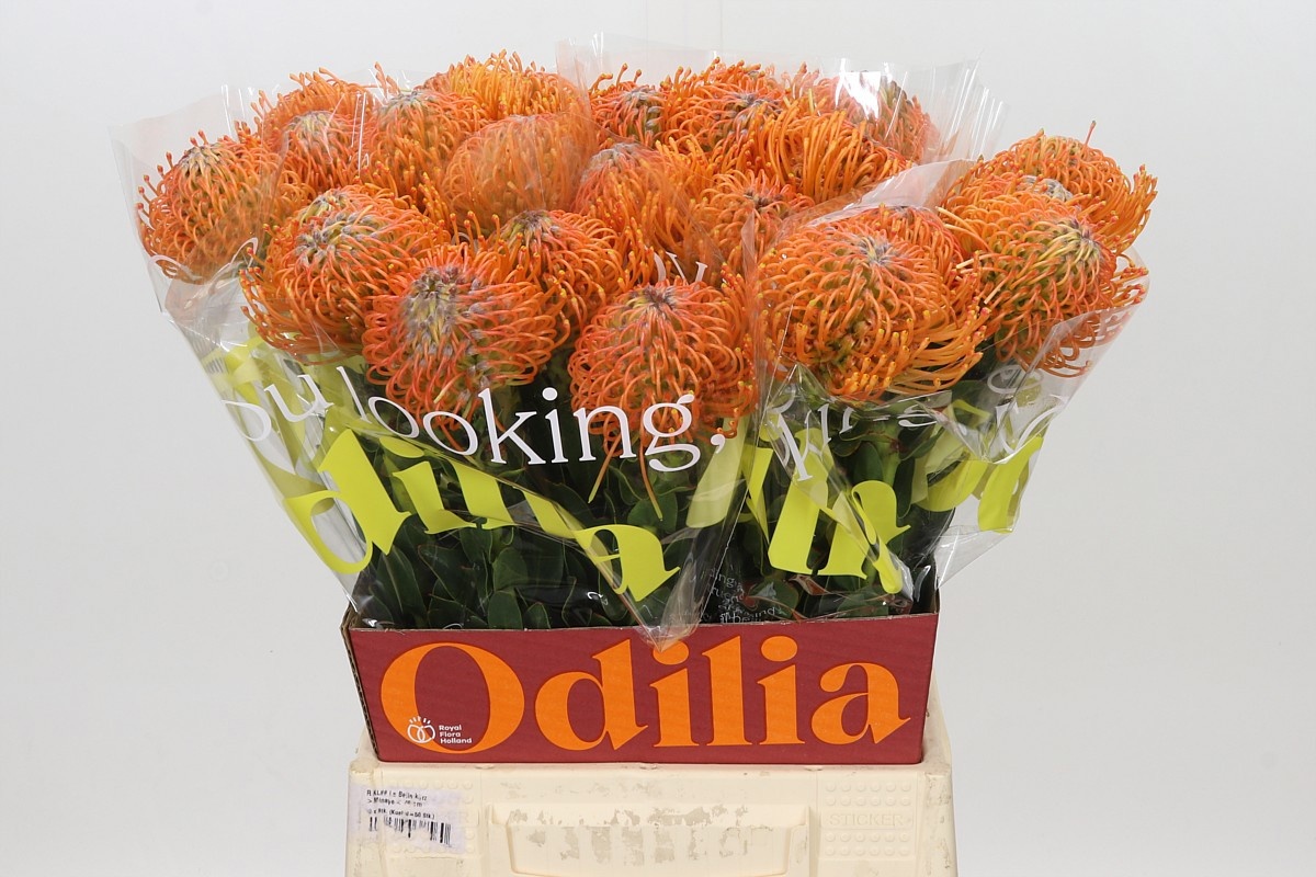 Leucospermum Ayoba Orange 50cm