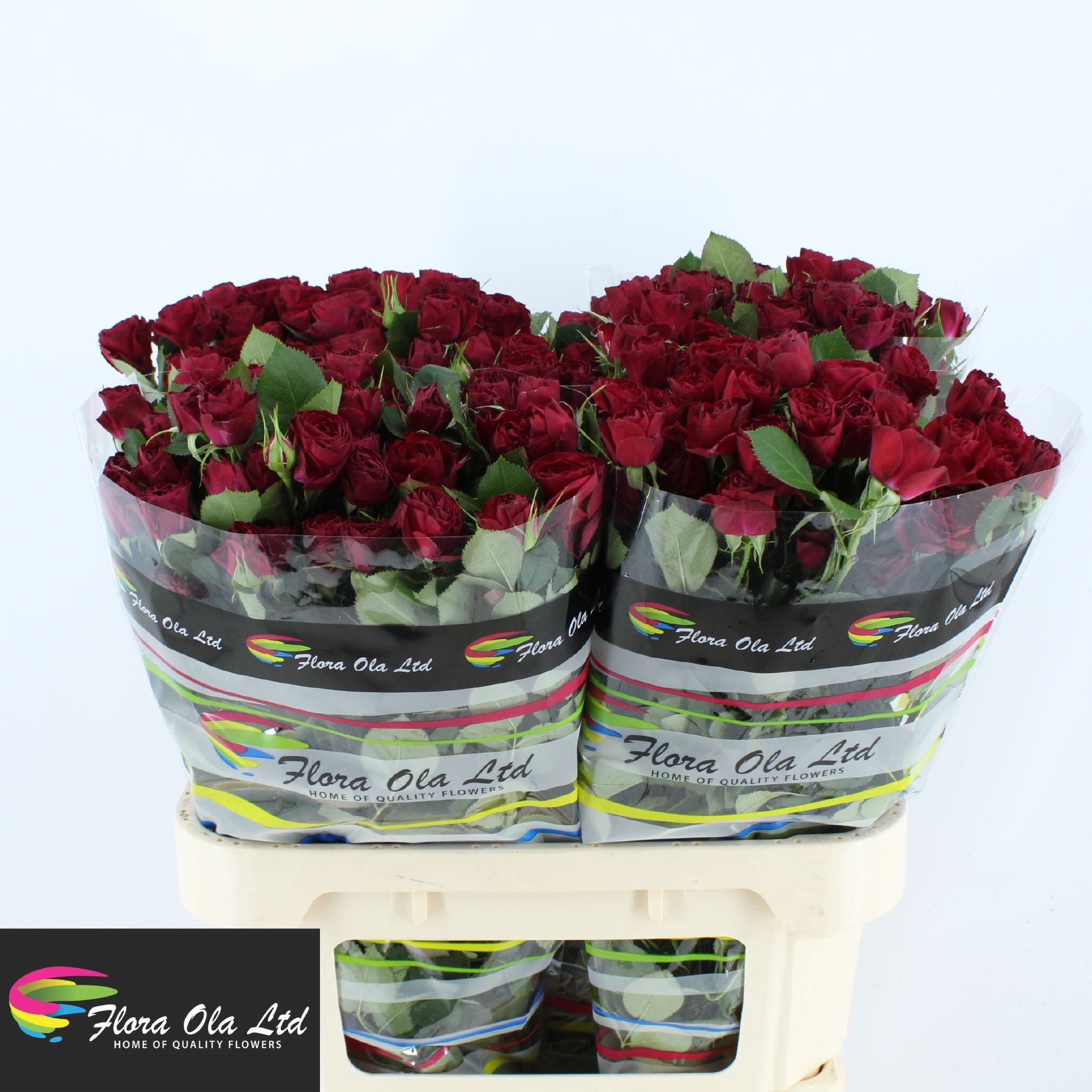 Rosa Spr Red Trendsetter 80cm