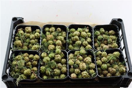 Ornamental Fruits