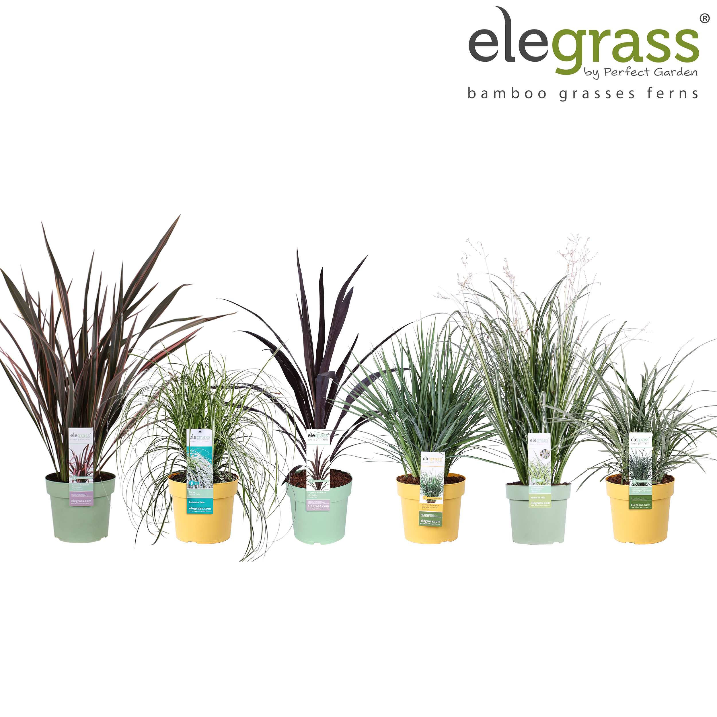 Picture of Grassen mix tray - Elegrass Super-Easy-Care P19