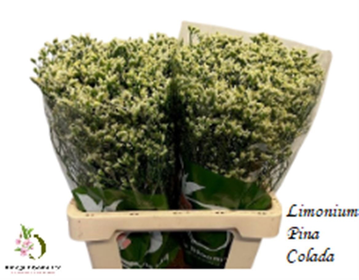 Limonium Sin Pina Colada 60cm 25gram