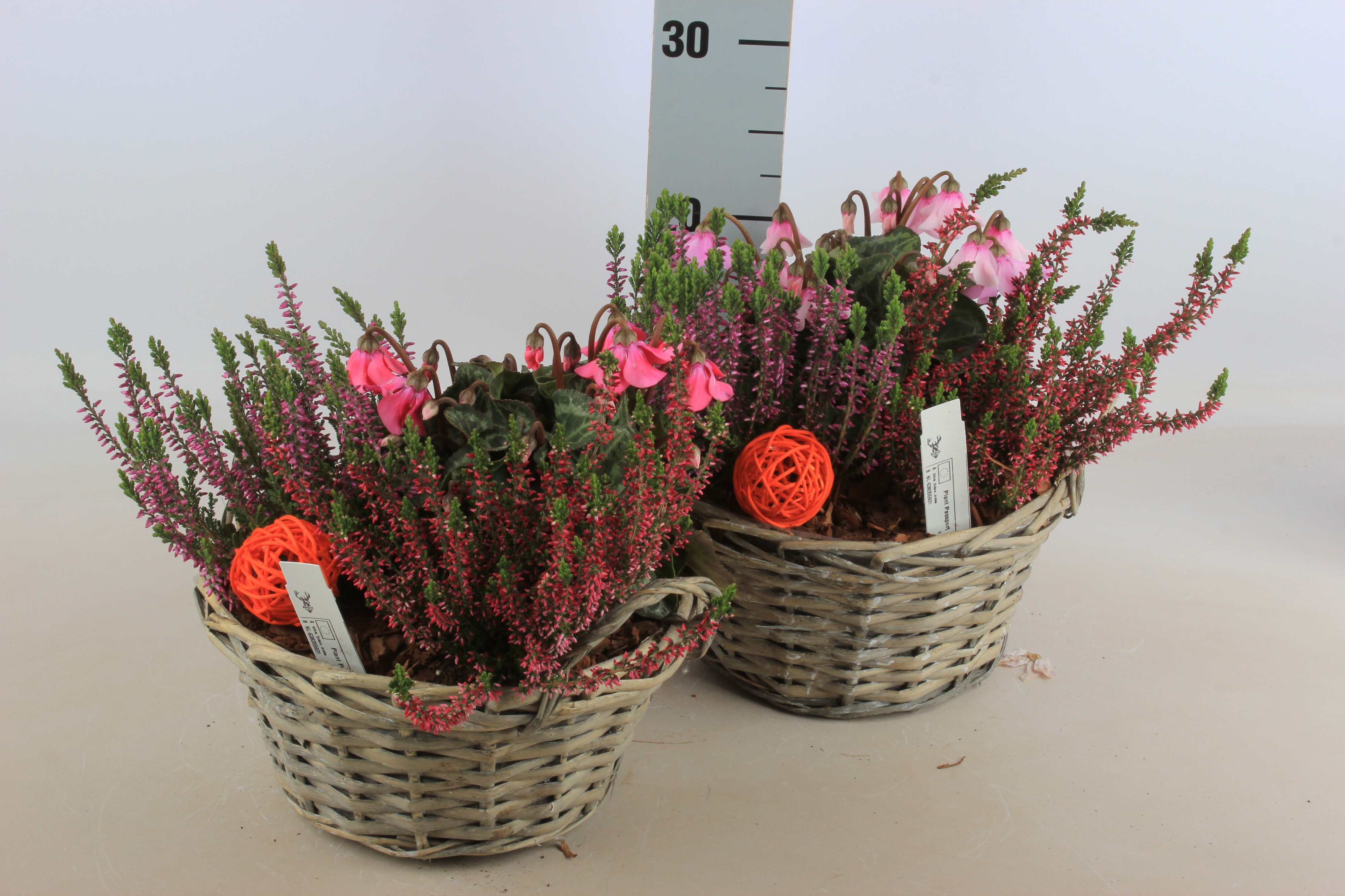 Arr Tuinplanten 23P 30cm 12bloei