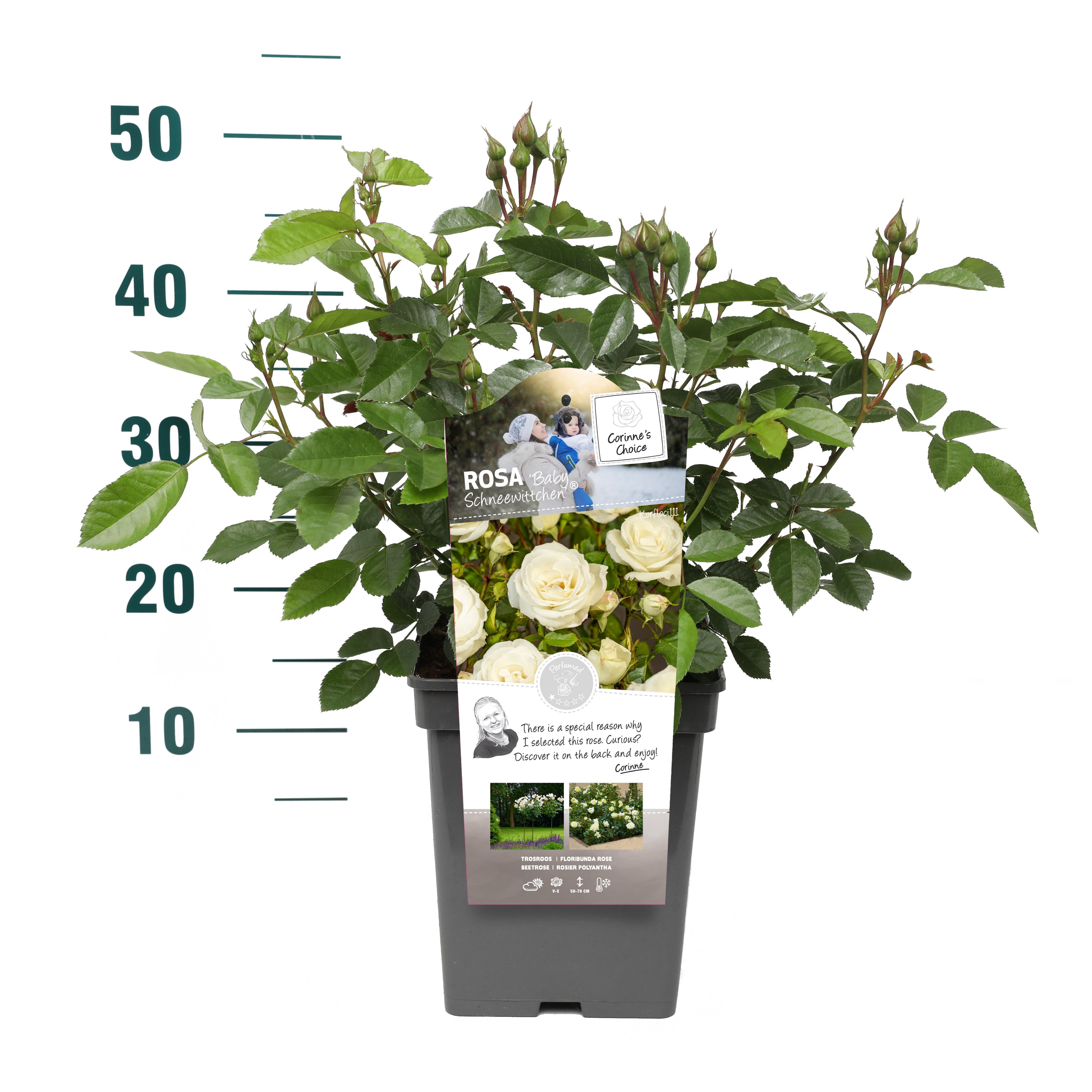 Rosa 'Baby Schneewittchen' - Struik - VP5 - Categorie 3