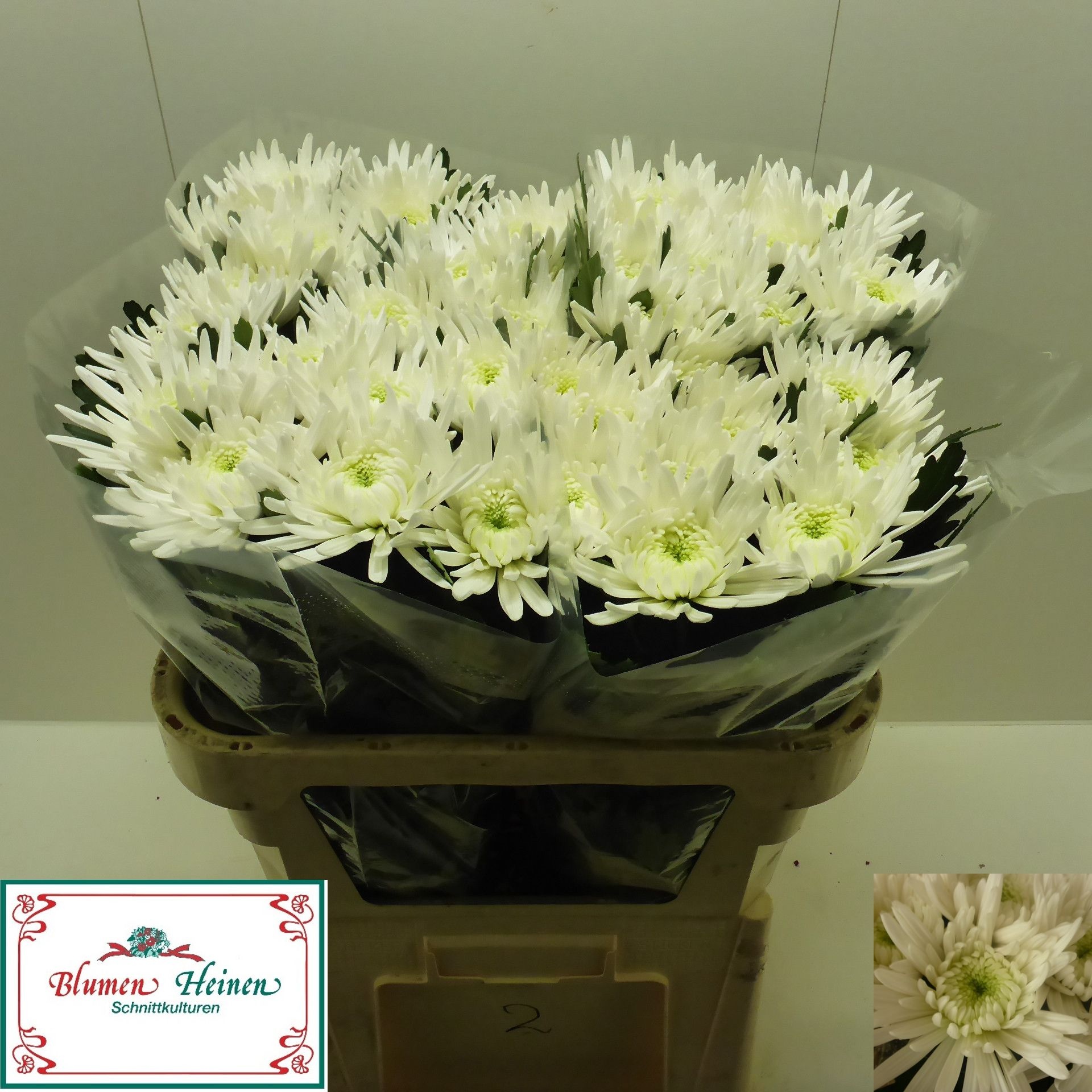 Chrysanthemum G Anabel 70cm 95gram