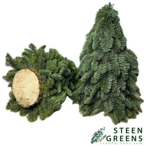 Abies Nobilis Blue 30cm