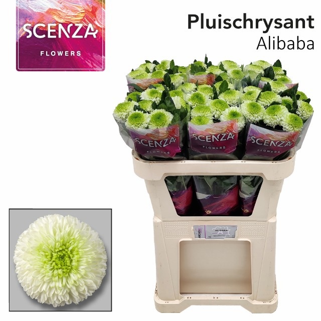 Chrys Single Alibaba 70cm 65gram