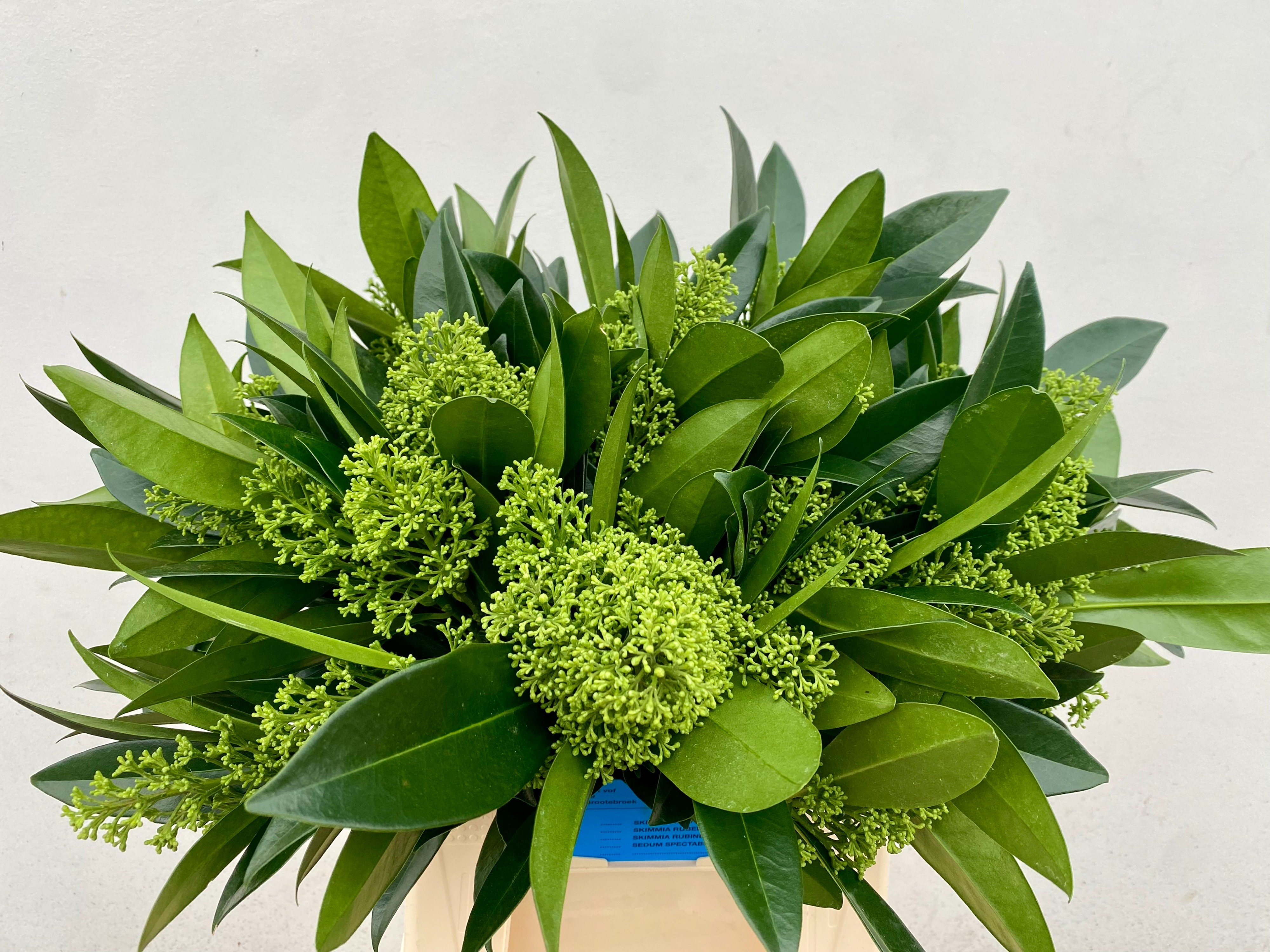 Skimmia Confusa Kew Green 40cm