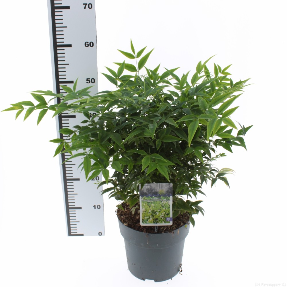 Picture of Nandina domestica 'Lemon and Lime'