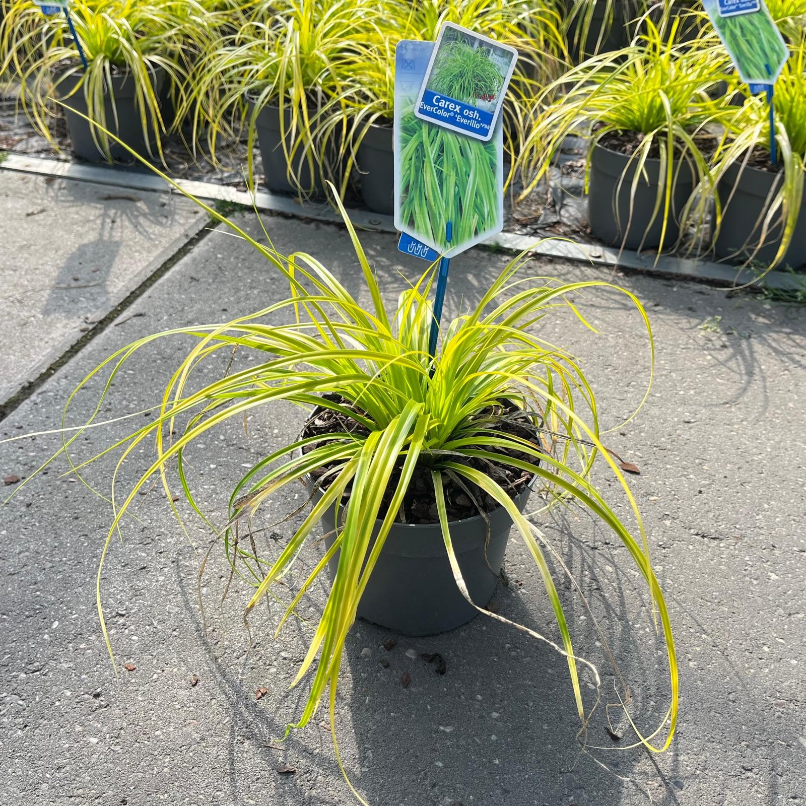 Picture of Carex oshimensis EverColor® 'Everillo' PBR