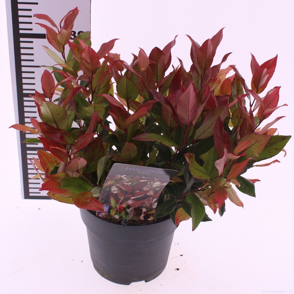 Picture of Leucothoe 'Zeblid'