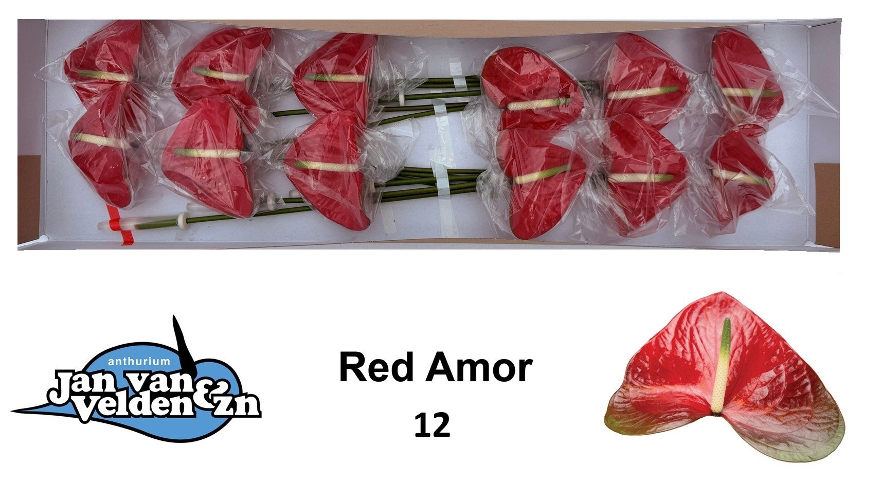 Anth A Red Amor