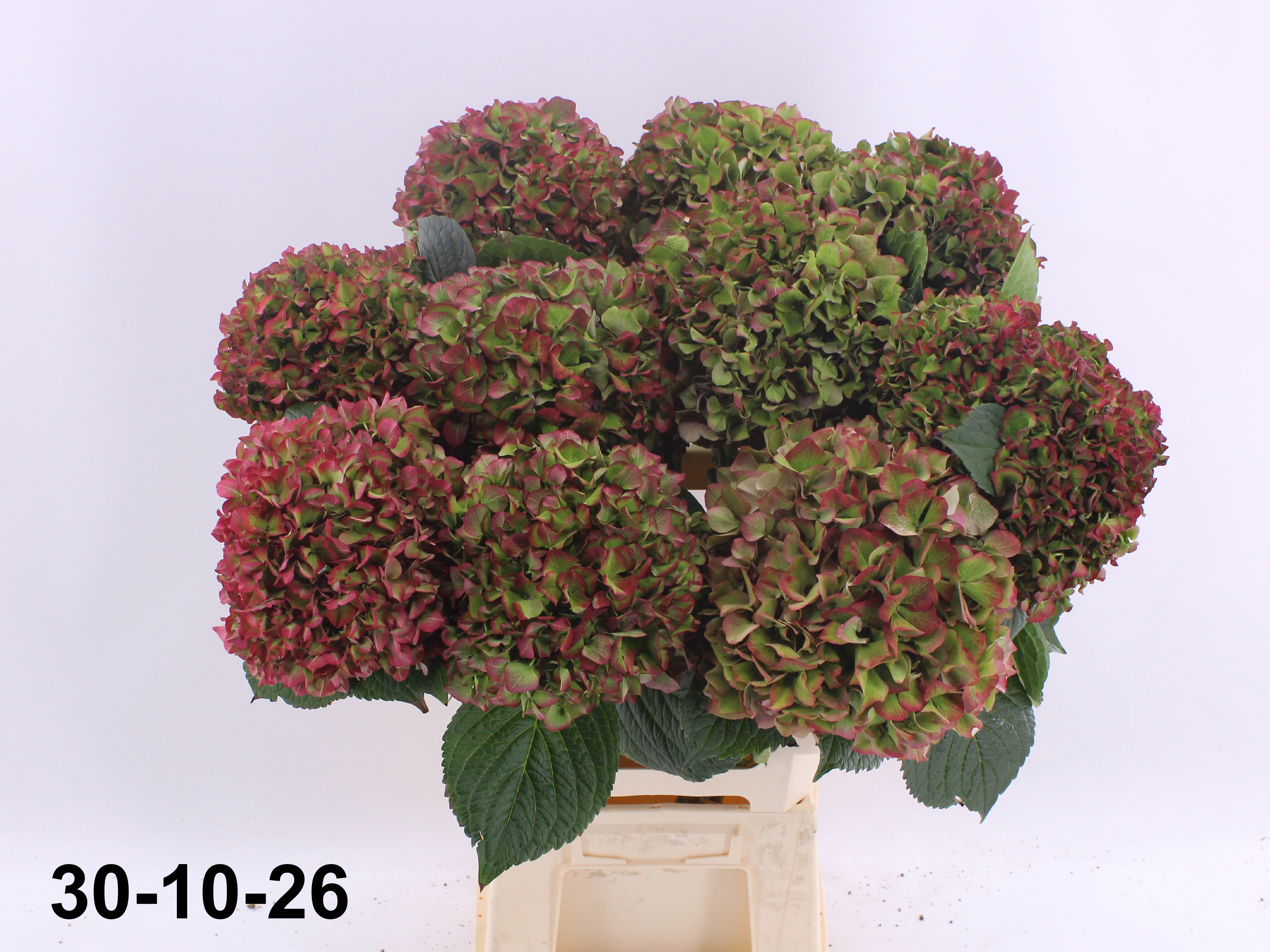 Hydrangea Glowing Alps Classic 70cm 19Ø