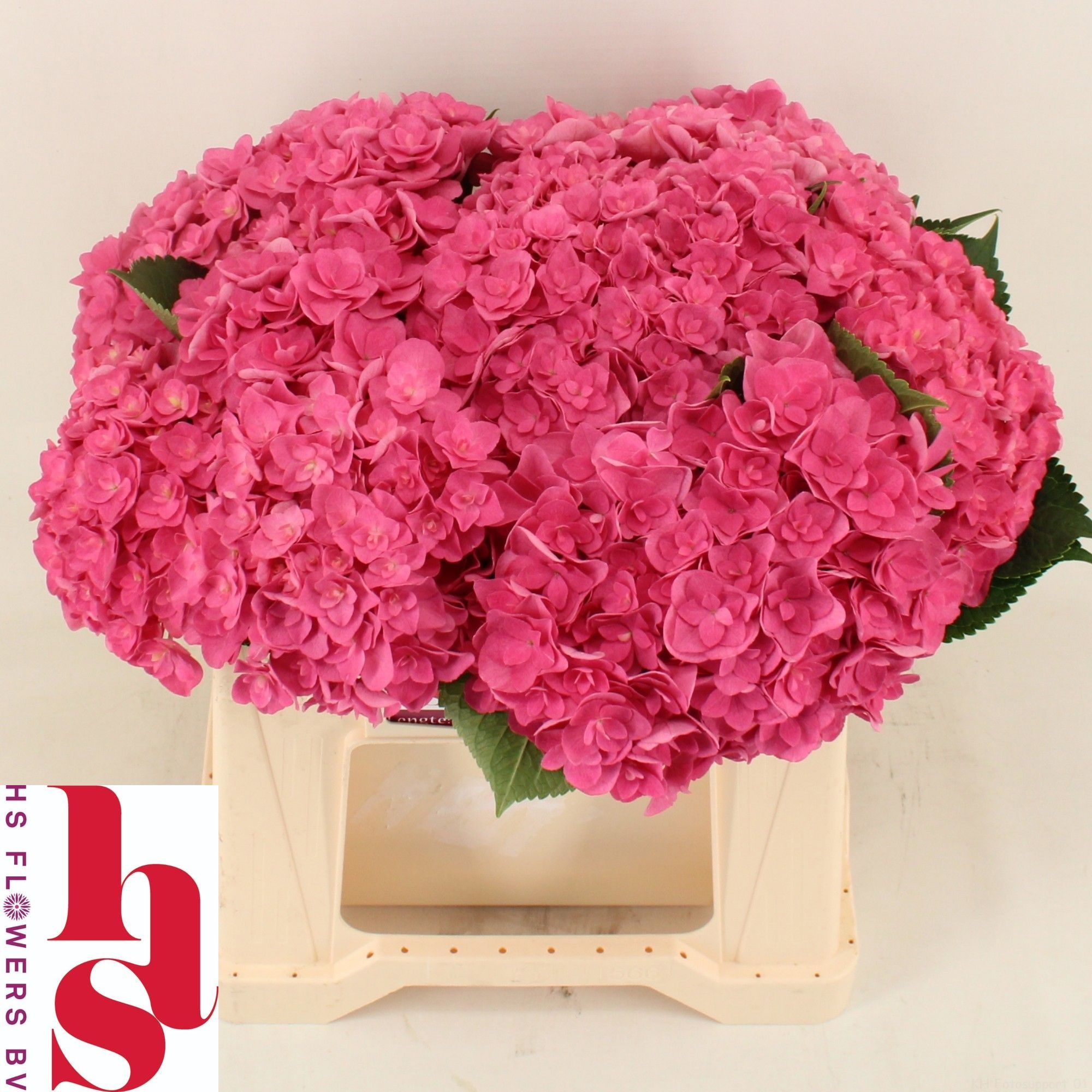 Hydrangea Royal Kiss 40cm 15Ø