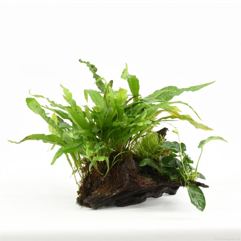 Driftwood (small) met plant mix