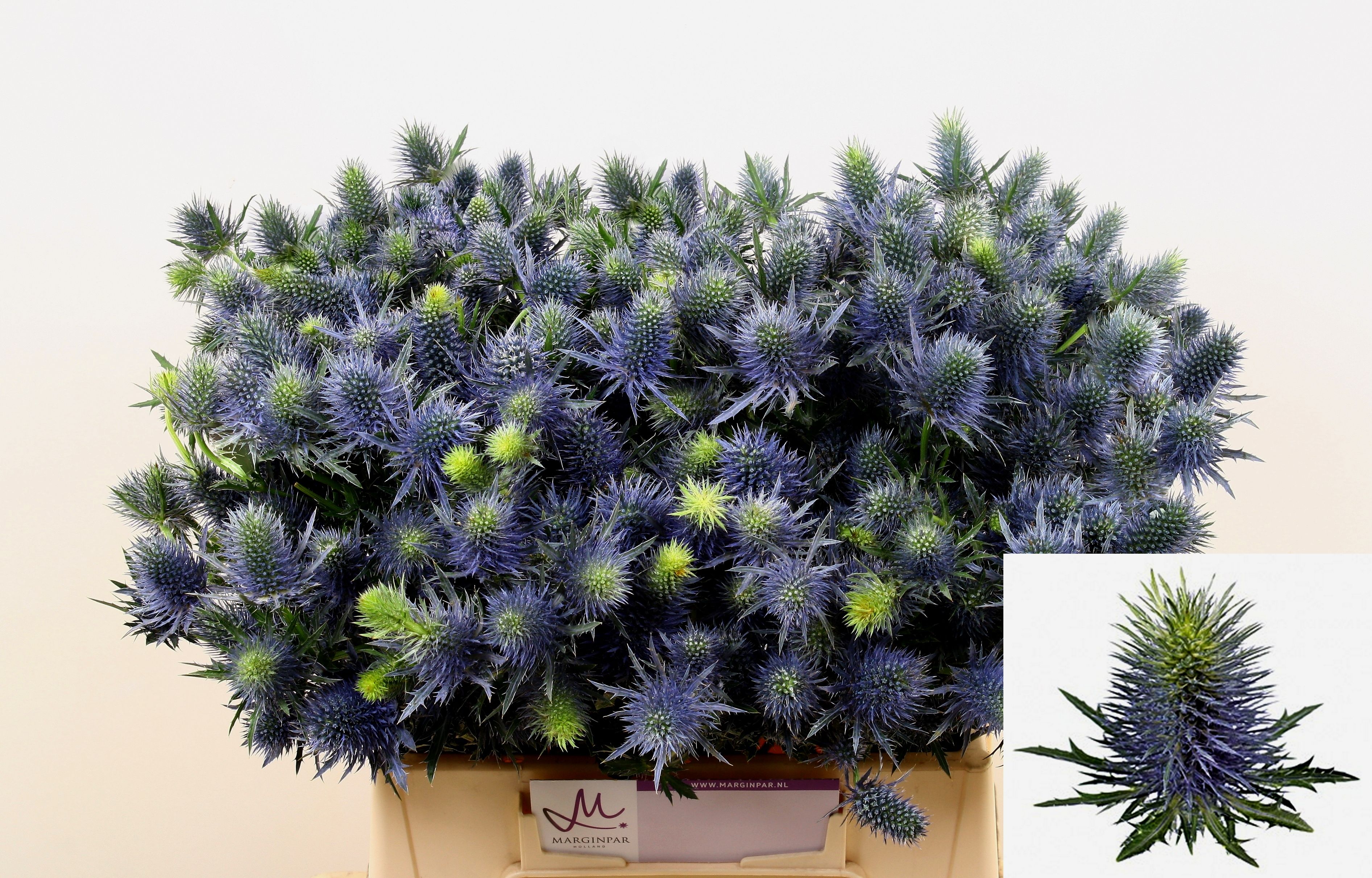 Eryngium Supernova 40cm