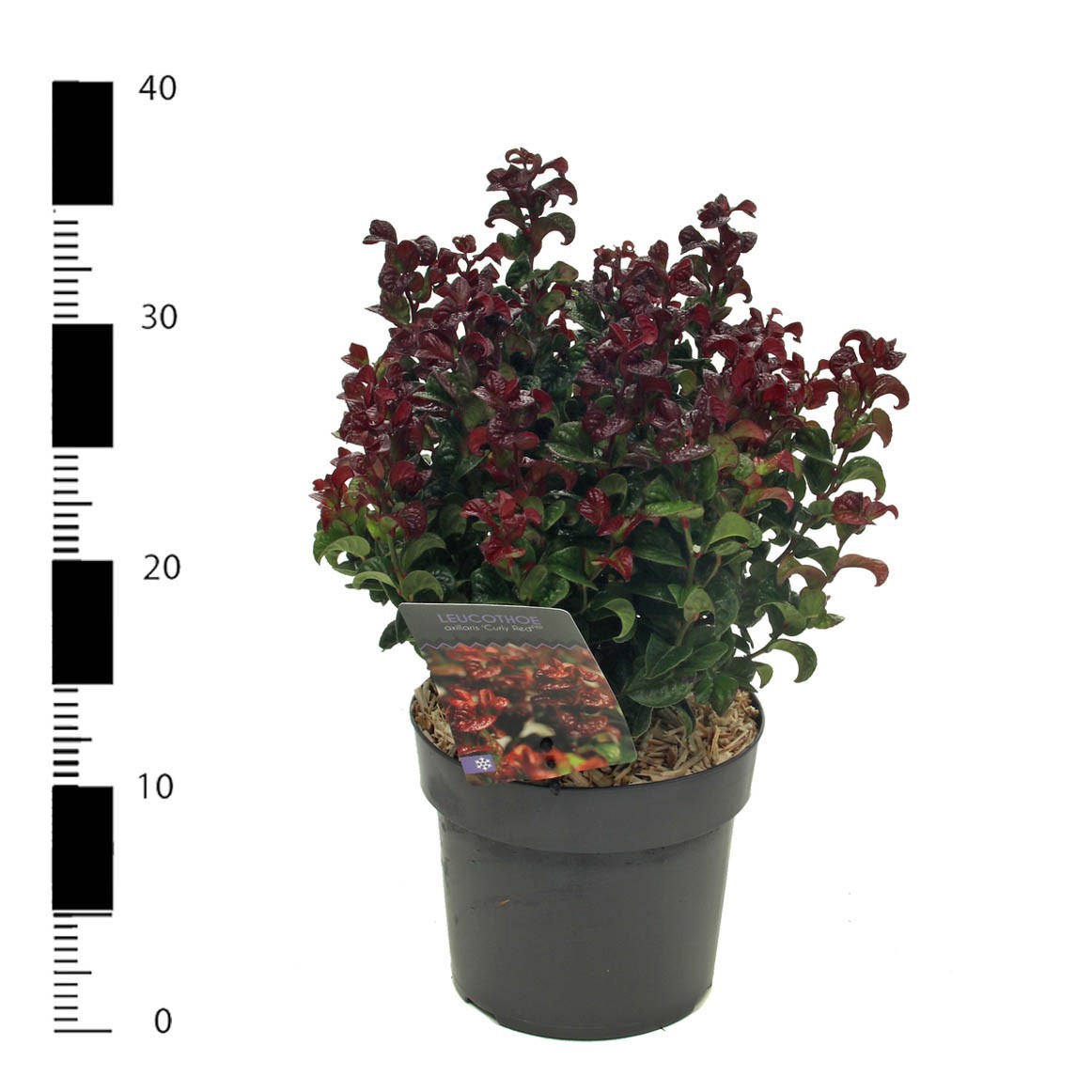 Picture of Leucothoe axillaris 'Curly Red'
