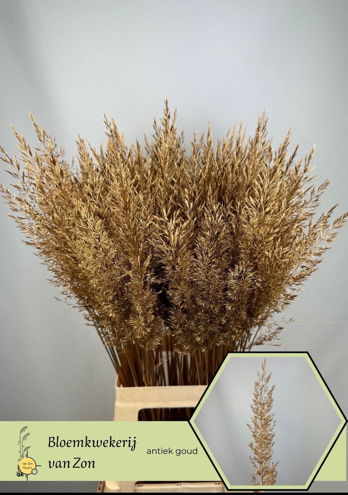 Ornamental Grass Painted (PANICUM)