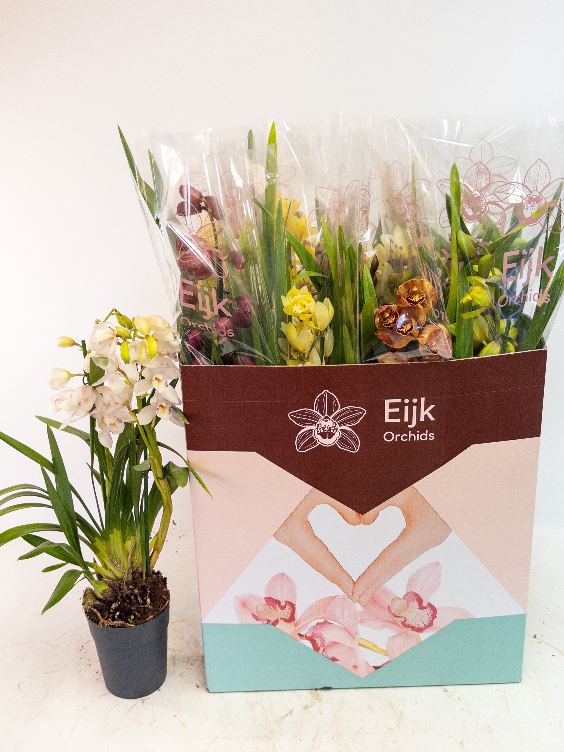 Cymbidium Asst Sp Orchids