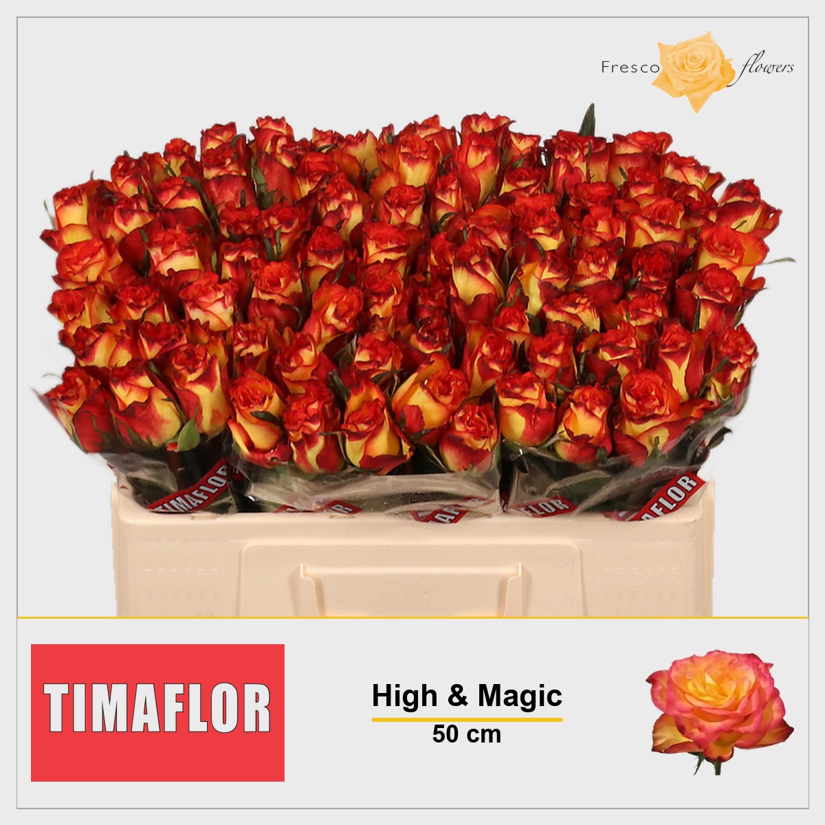 Rosa High & Magic 50cm