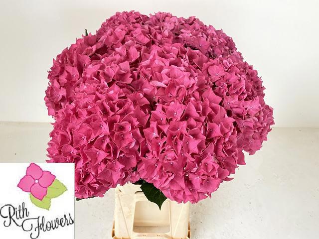 Hydrangea Rodeo Dark Pink 60cm 17Ø