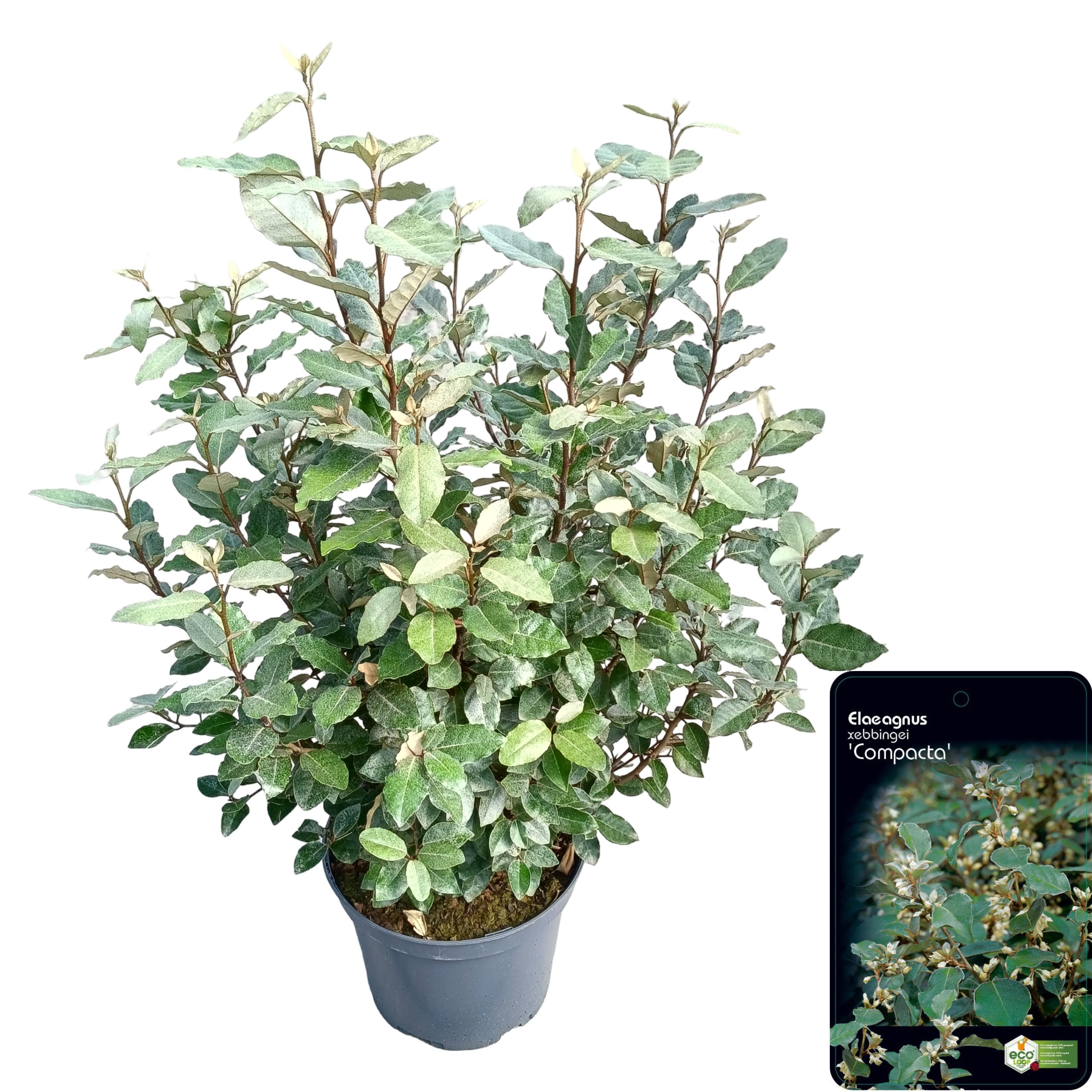 Elaeagnus ebbingei 'Compacta'