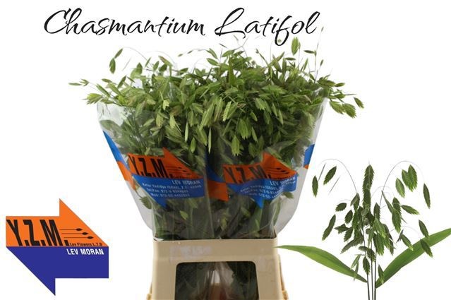 Chasmanthium Latifol