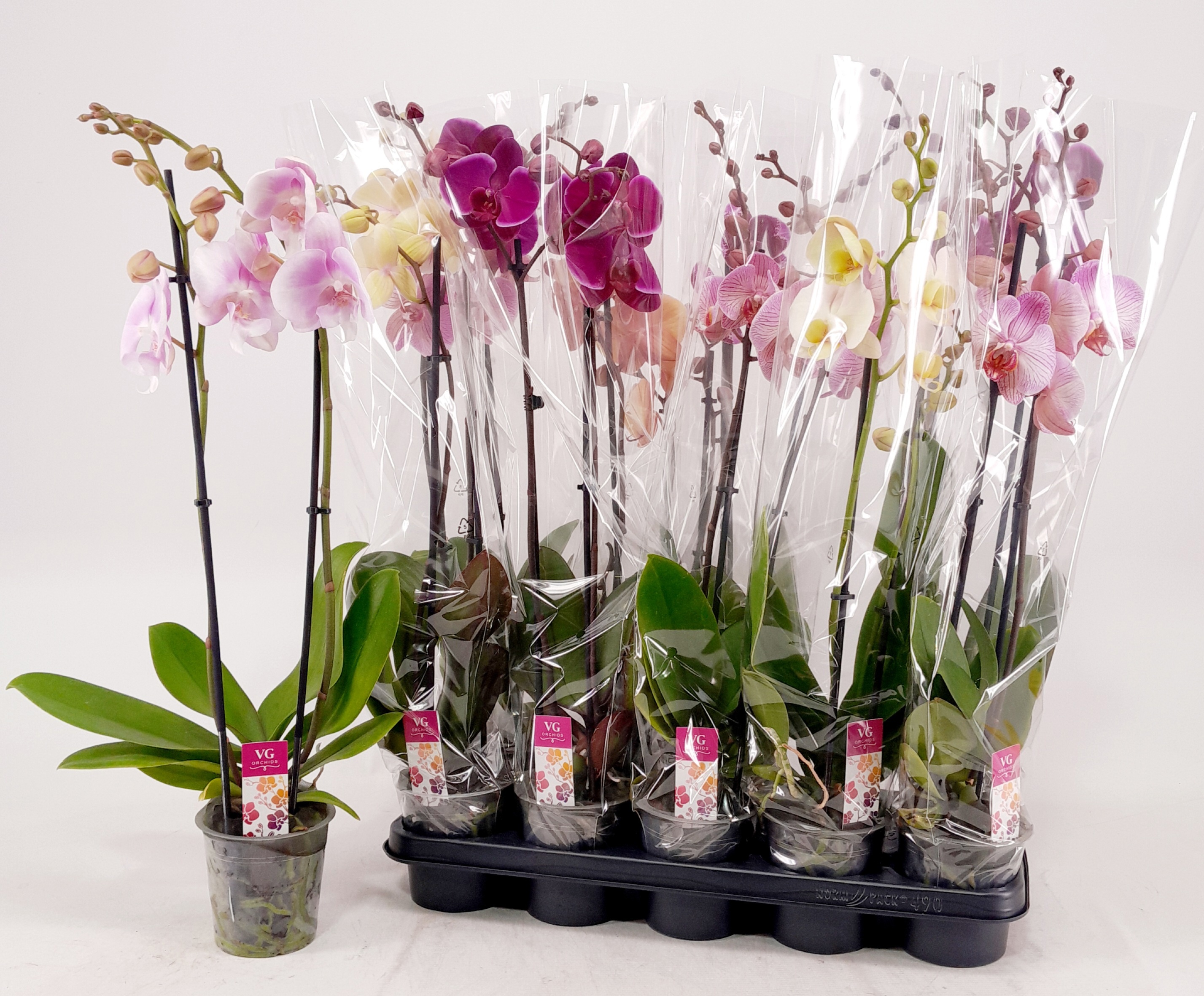 Phalaenopsis Asst 12Ø 70cm