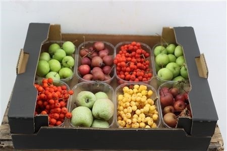 Sierfruit Bak