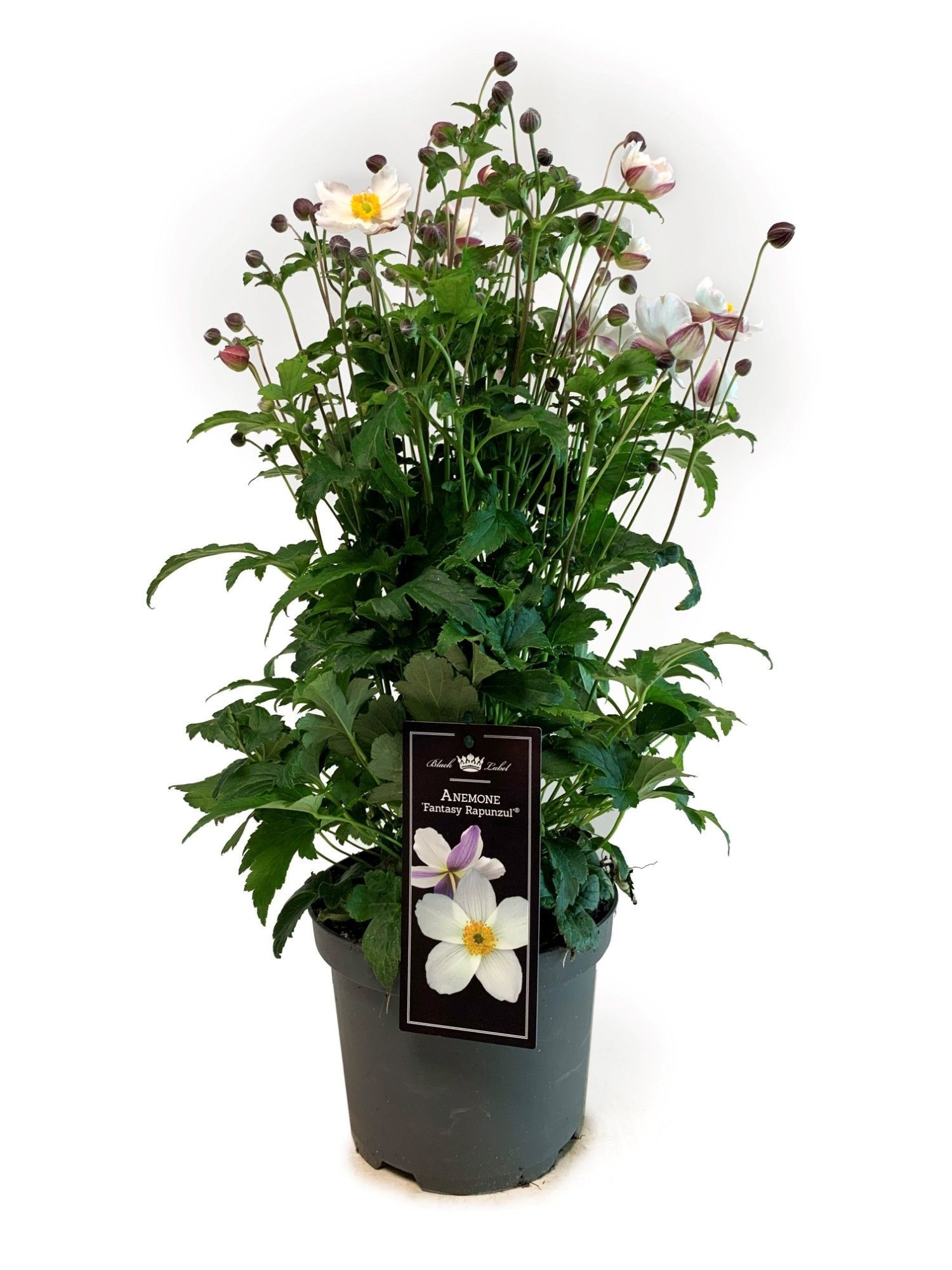 Picture of Anemone Fantasy White