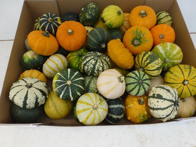 Cucurbita (kalebas)