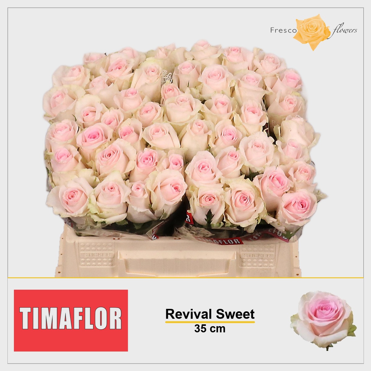 Rosa Revival Sweet 35cm
