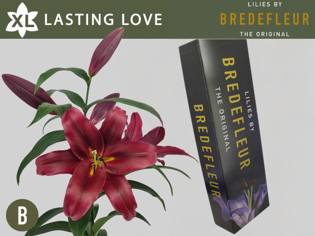 Li Ot Lasting Love