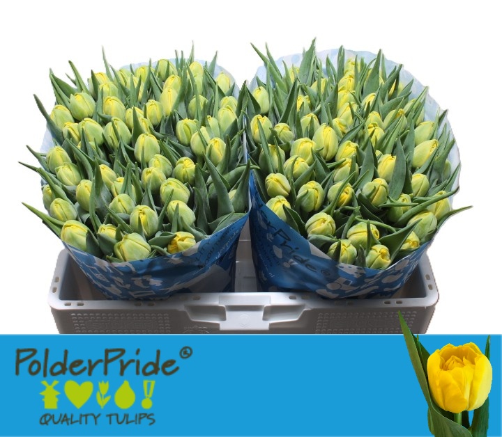 Tulipa Double Nikon 38cm 34gram