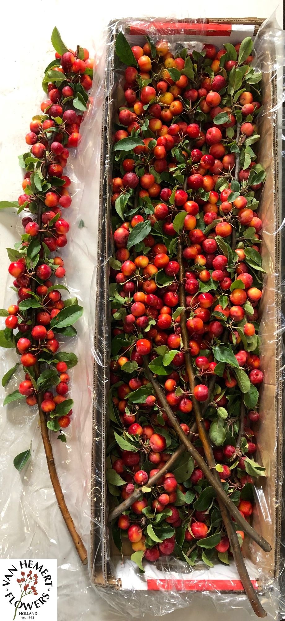 Malus Red Sentinel