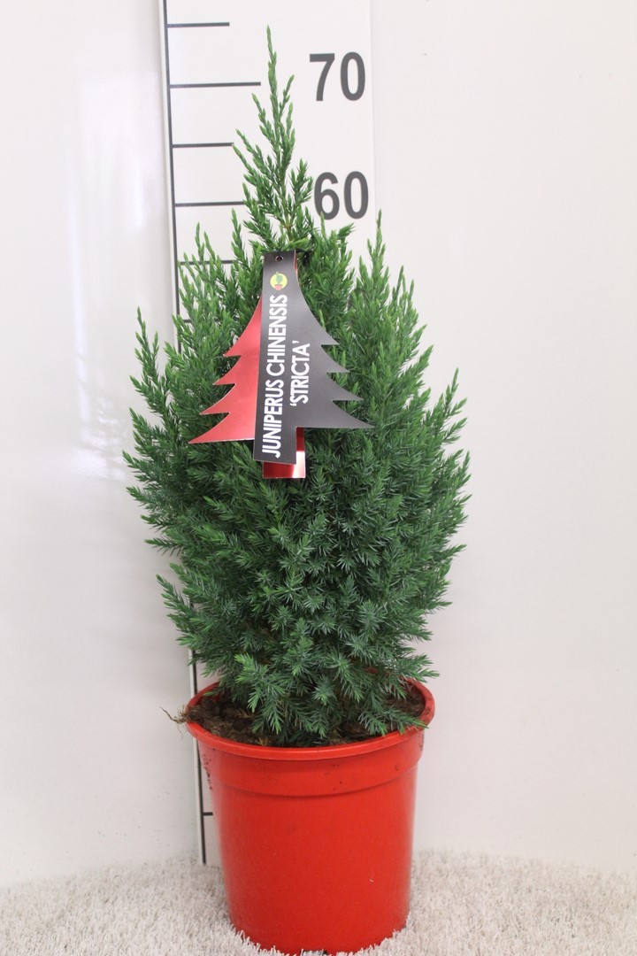 Picture of Juniperus chinensis Stricta P21 (4 Ltr) 70CM-INC-POT/POTGROWN