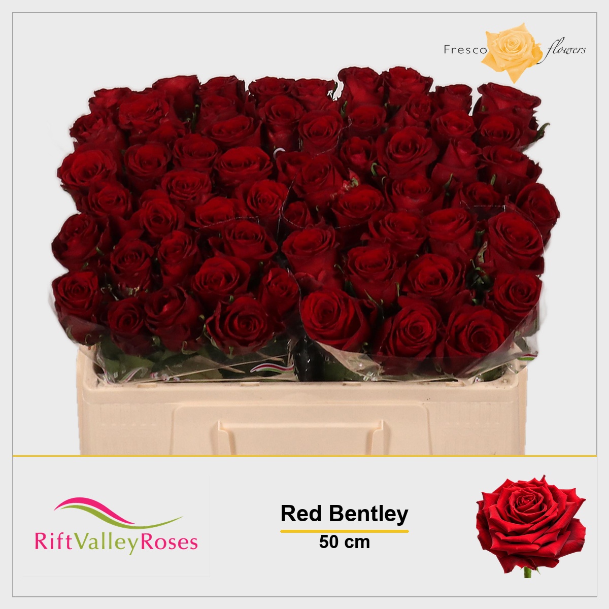 Rosa Red Bentley 50cm