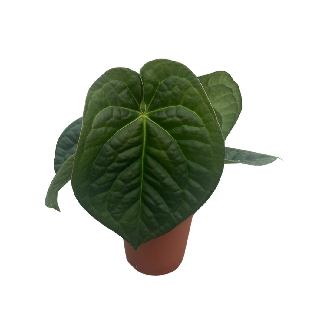 Anthurium Silver x Luxurians | Gardenline