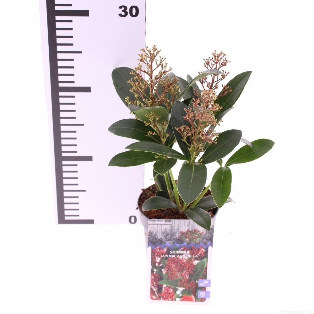 Picture of Skimmia jap. 'Rubella'