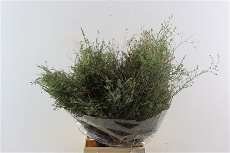 Thymus Capitatus Bs